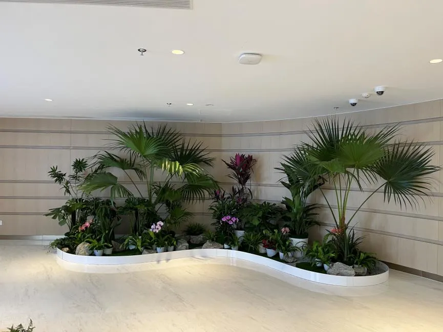 探秘鄞州植物租摆价格，你知道怎样才划算吗？